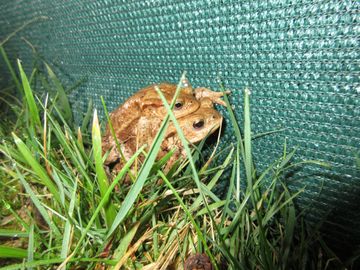 2 braune Erdkröten bei Romrod am Zaun, Gras im Vordergrund