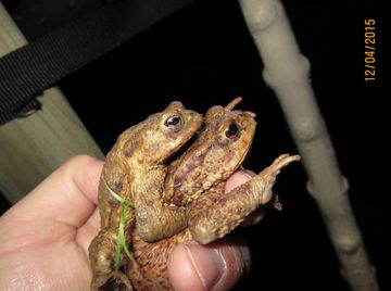 Eine Hand hält 2 Erdkröten, ein Holzstengel daneben