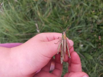 Kinderhände mit Sumpfschrecke vor einer Wiese