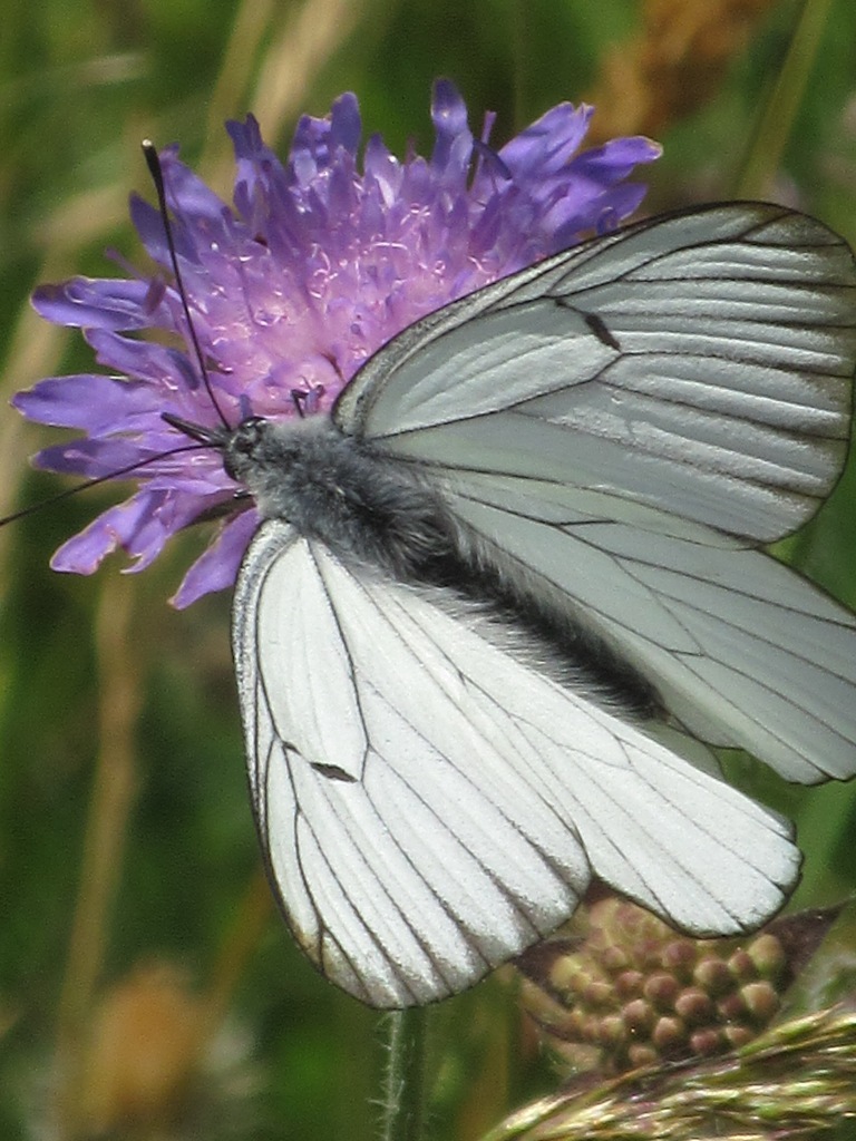 weißer Schmetterling auf lilafarbener Blüte